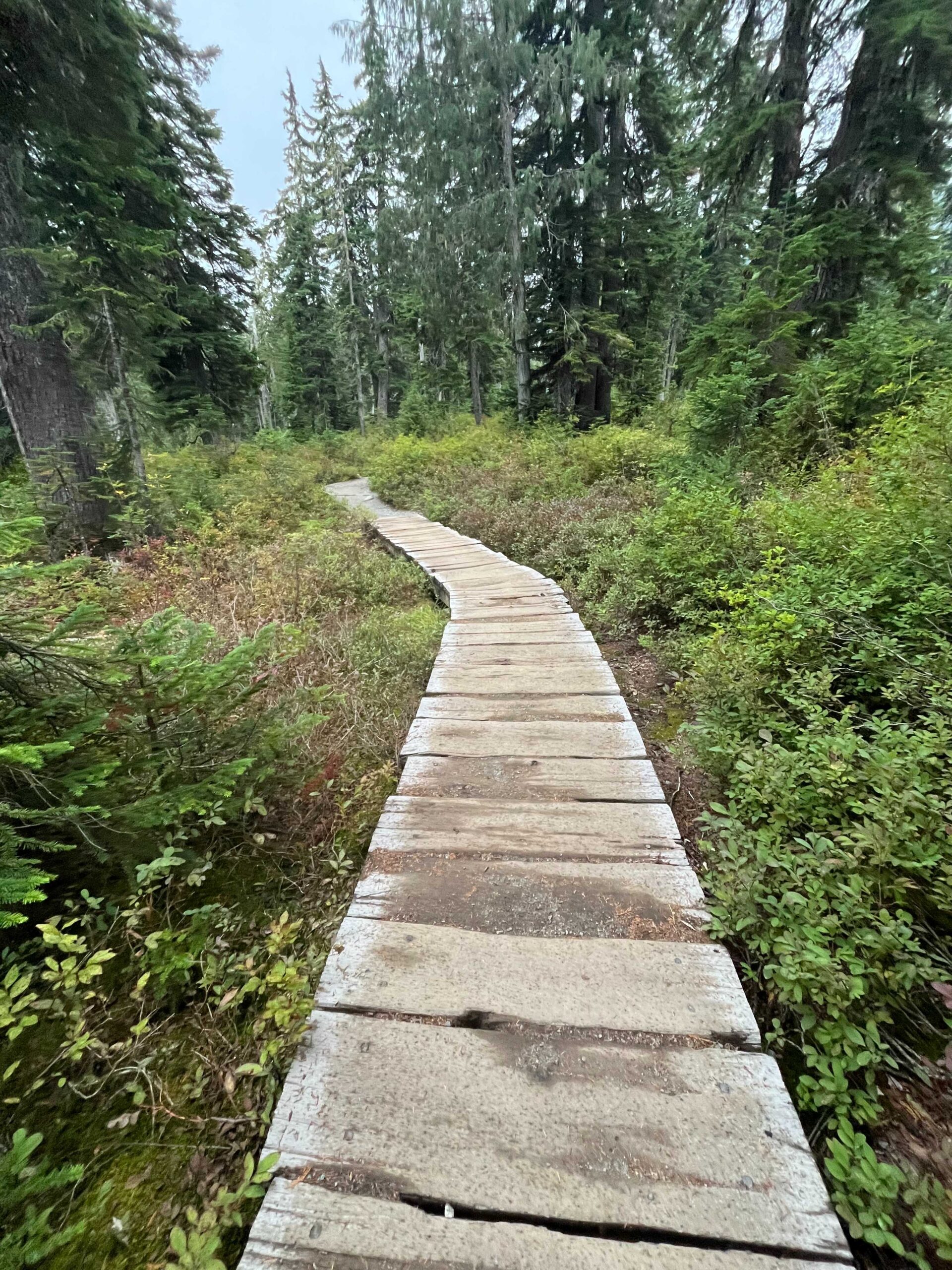 Forest boardwalk trail