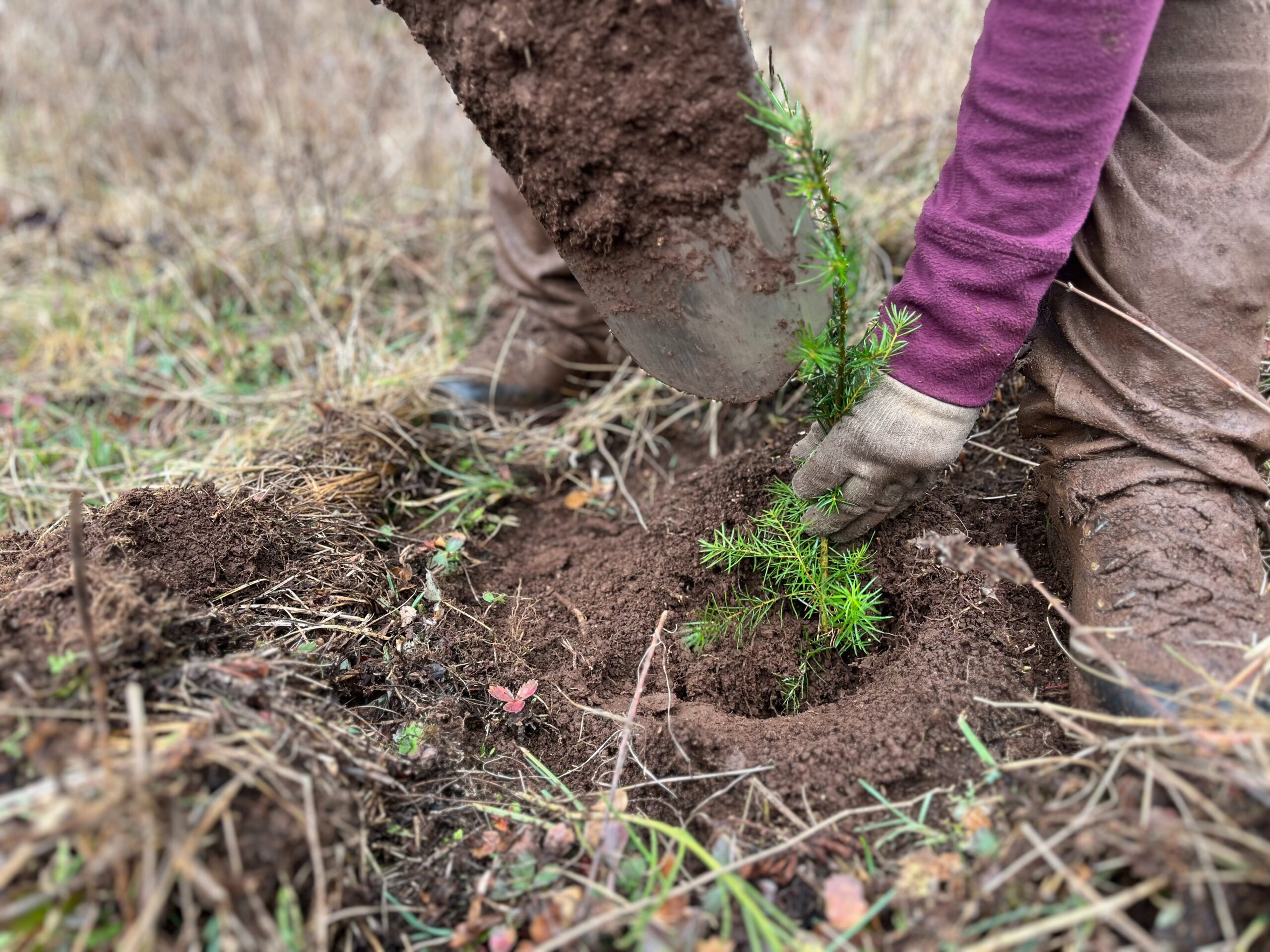 Forest steward at work