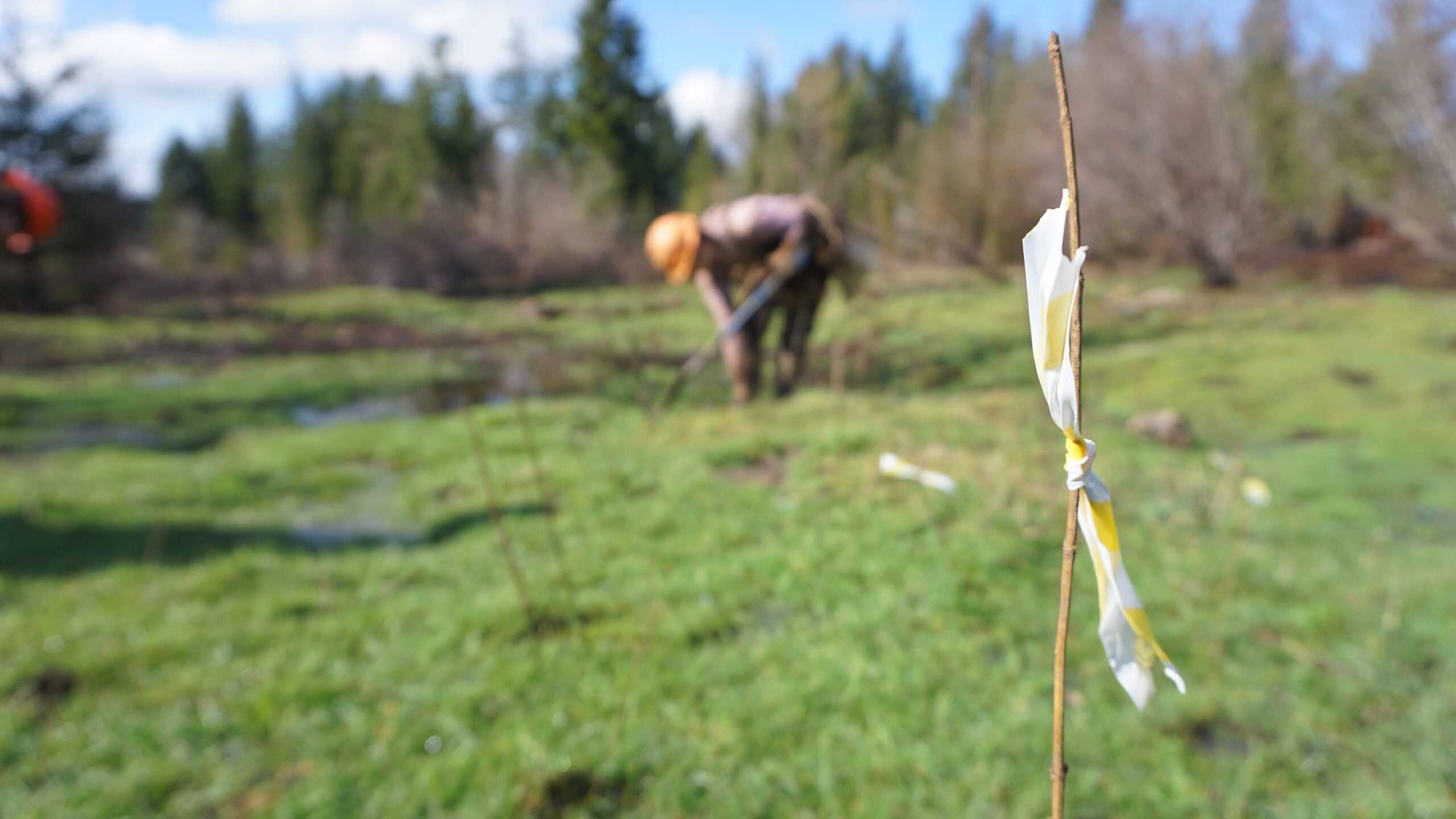Forest stewards planting trees