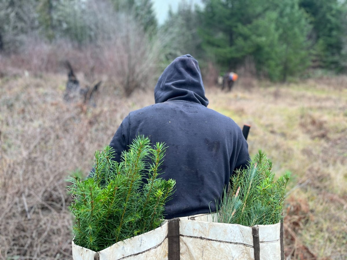 NextGen steward planting trees